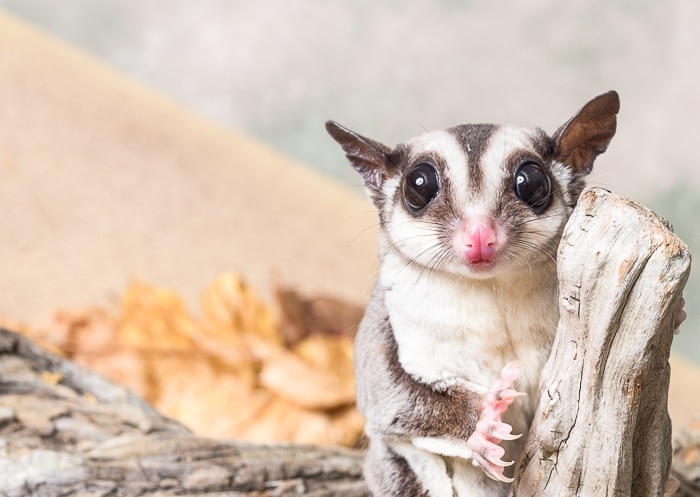 Barking is a common noise made by sugar gliders.
