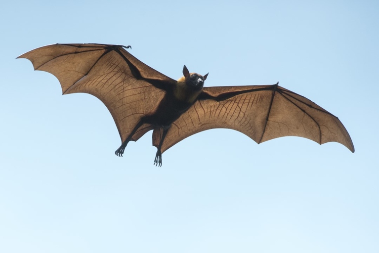 Bats are the only mammal that can fly.