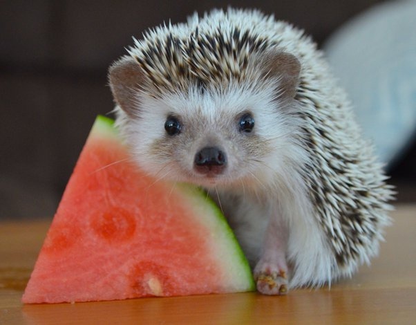 Be sure to choose a time when you can give your full attention to your hedgehog, as they are very susceptible to stress.
