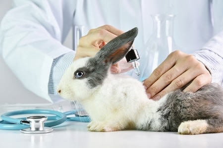 Be sure to clean the rabbit's habitat outside to lessen the effects of allergies.