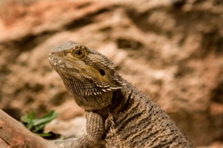 Bearded dragons and anoles can coexist, but anoles can become injured if they are not properly introduced.