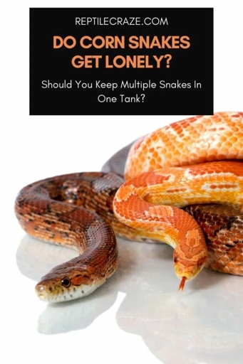 Bearded dragons and corn snakes can live together, but it's important to keep them in different areas of the tank.