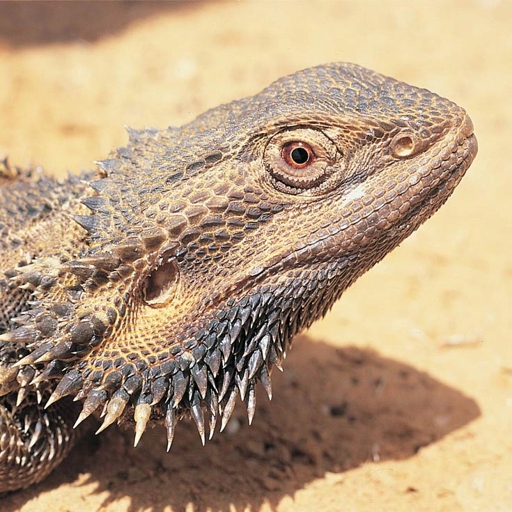 Bearded dragons are a type of lizard that originates from Australia.