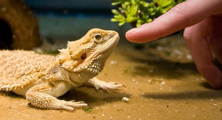 Bearded dragons are better for people who want a more low-maintenance pet.