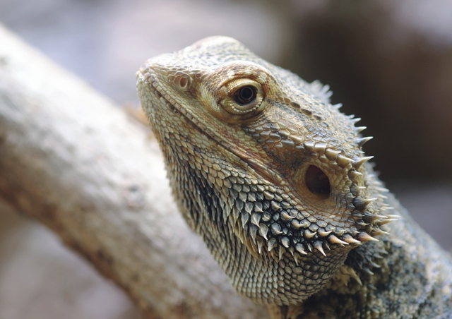 Bearded dragons are ectotherms, so they rely on their environment to regulate their body temperature.