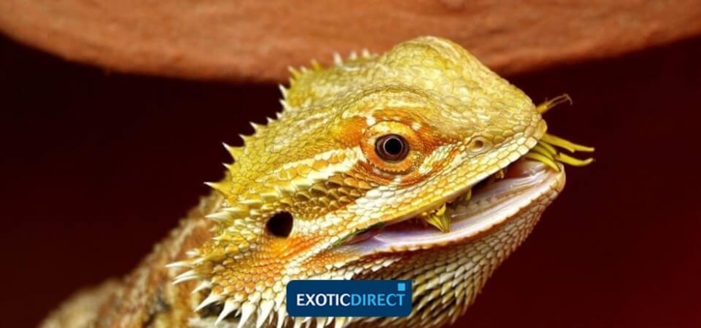 Bearded dragons are omnivores and should have a diet that consists of both plants and animals.