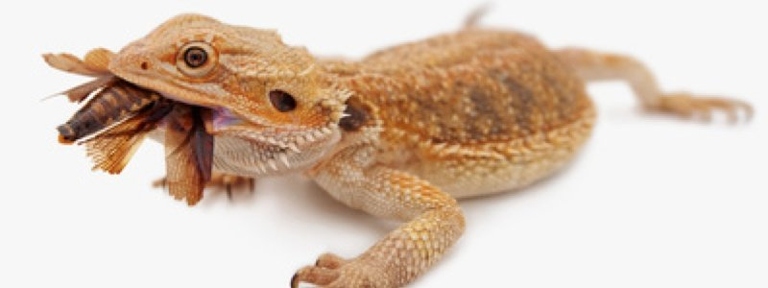 Bearded dragons are opportunistic feeders and will eat anything they can catch.