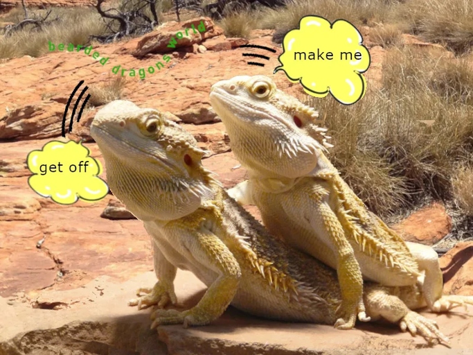 Bearded dragons are social creatures and do best when living with another bearded dragon.