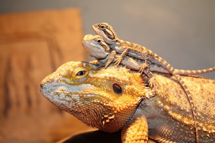 Bearded dragons should be between 18 and 24 inches long.