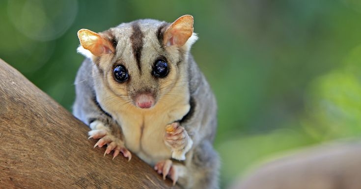 Before you buy a sugar glider, do your research to make sure you can provide a safe and healthy home for your new pet.
