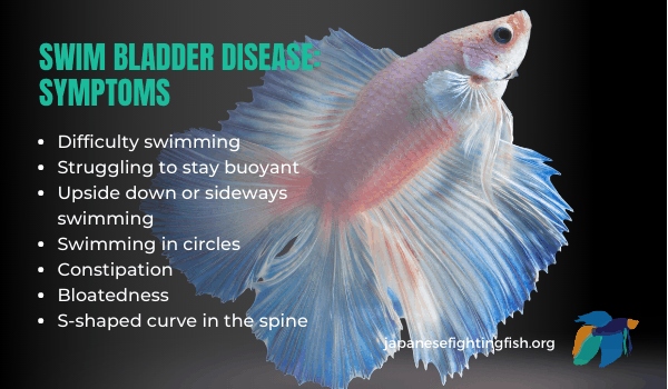 Betta fish are known to have swim bladder issues which can cause them to not move.