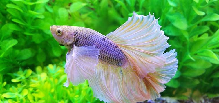 Betta fish are not well-suited to living in ponds.
