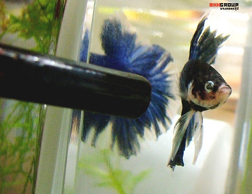 Betta fish can go without water changes for up to 2 weeks.