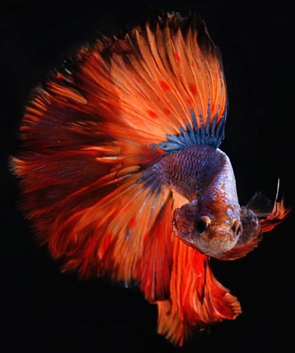 Betta fish can live in a pond as long as there is no hostile environment or predators.