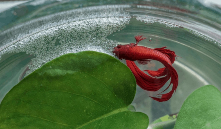 Betta fish make bubbles by exhaling air through their mouths and into the water.