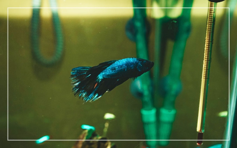 Betta fish need a water change at least once a week.
