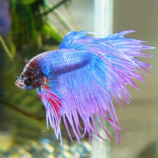 Bettas are tropical fish and prefer warm water, so a pond is not the ideal environment for them.