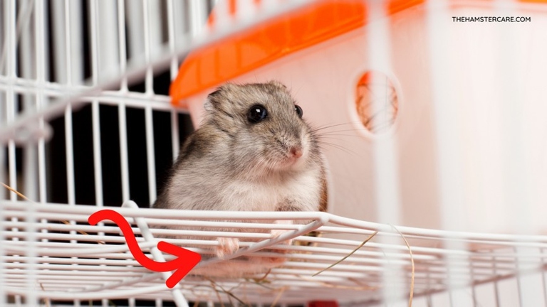 Bin cages are not safe for hamsters.