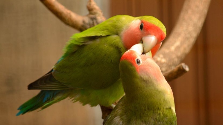 Birds are not typically considered as pets, but there are some that can be kept as such.
