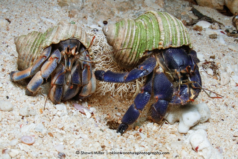 Blueberry Hermit Crabs grow to be about 2 inches in length.