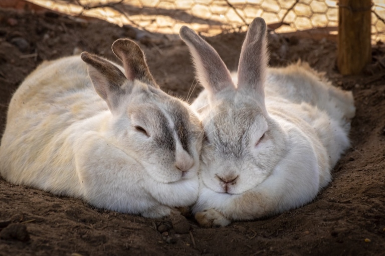 Bonding rabbits is important to ensure they get along.