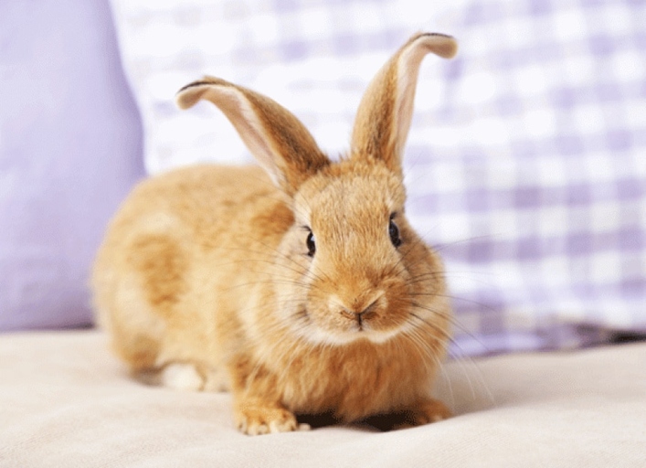 Boredom is one of the leading causes of destructive chewing in rabbits.