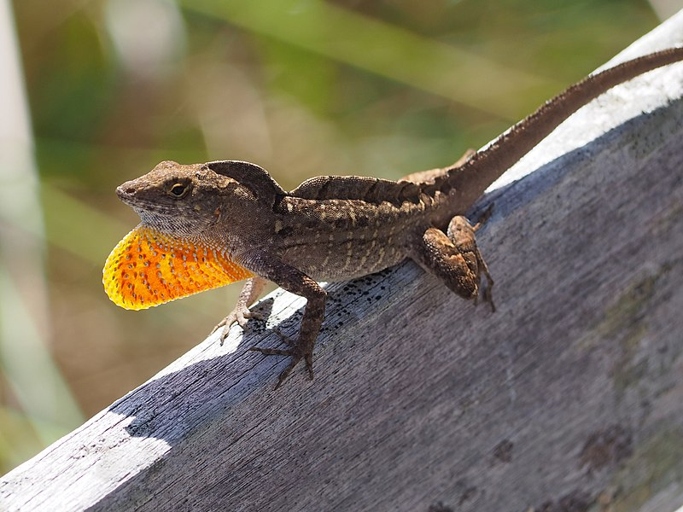Brown anoles are a species of anole that can be found in the southeastern United States.