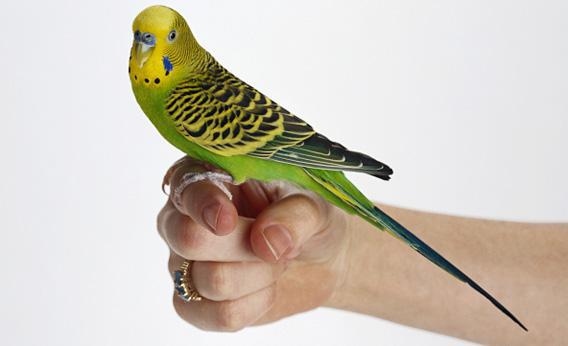 Budgies are able to talk because they have the ability to learn how to mimic human speech.