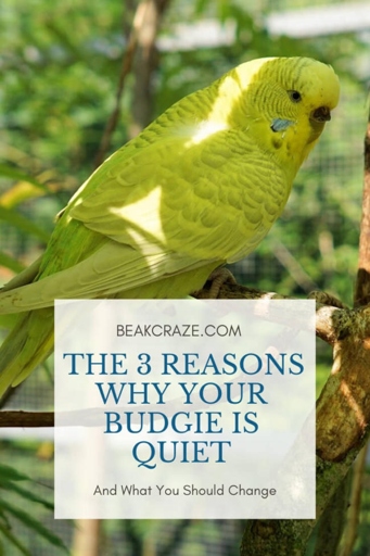 Budgies are known to be relatively quiet birds, however, they can still make a fair amount of noise.