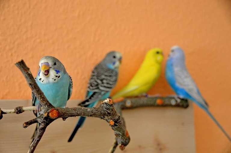 Budgies are known to be very vocal, with a range of about 24 different sounds.