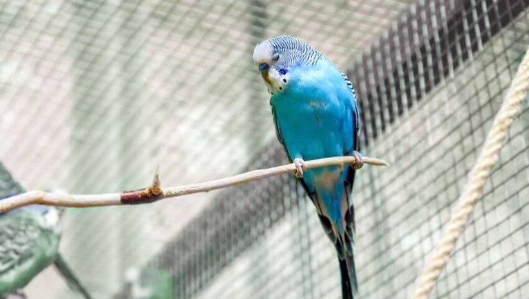 Budgies are prone to illness if they do not get enough sleep.