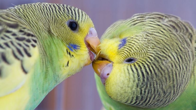 Budgies are social creatures and do best with at least one other budgie friend.