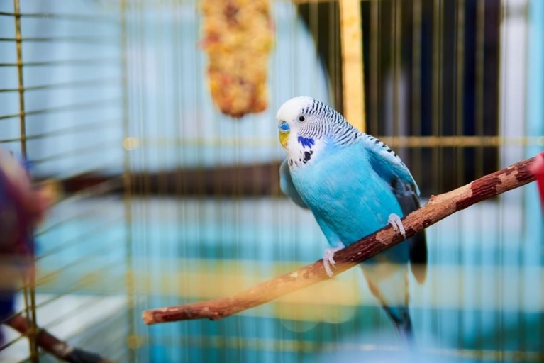 Budgies might smell bad because of their hormonal cycles.
