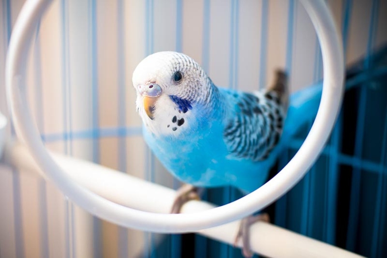 Budgies require very little maintenance and are therefore easy to care for.