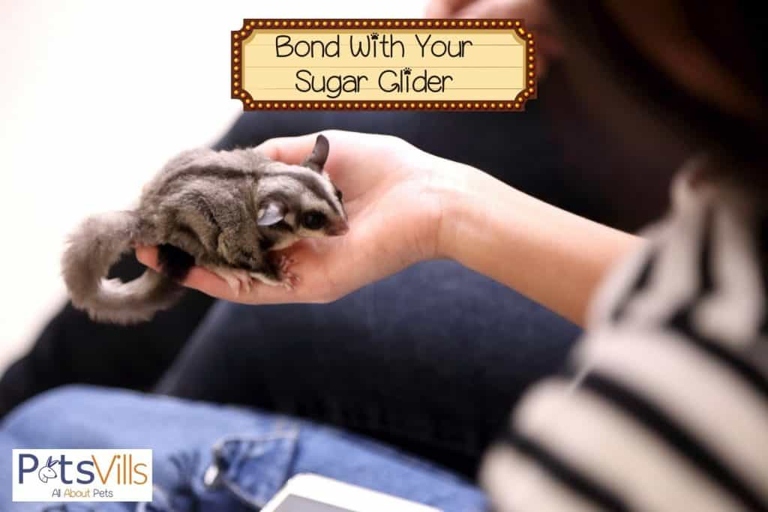 building a bond with your sugar glider is the next step in training.