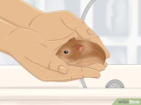 Building trust with your hamster is important to keeping it from escaping.