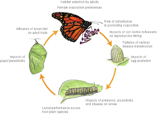 Butterflies use different cues to choose where to lay their eggs, including the type of plant, the temperature, and the amount of light.