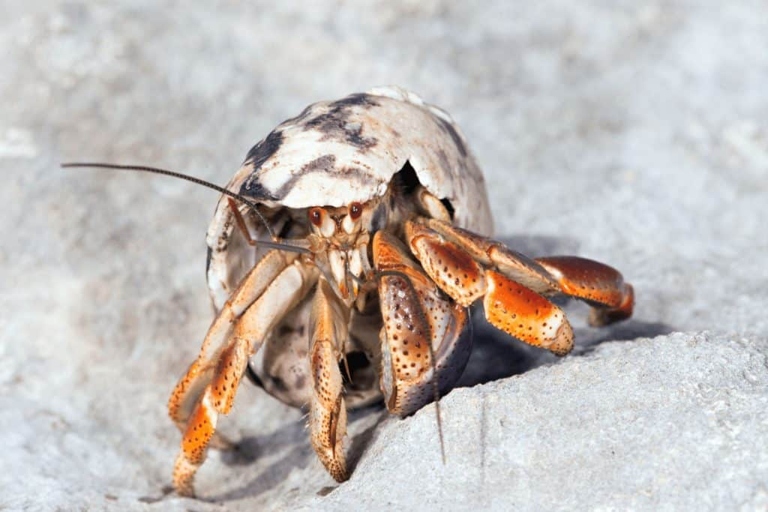 C. clypeatus is a species of hermit crab that can live on land.