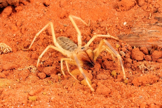 Camel spiders are called camel spiders because they are found in the deserts of the Middle East, where camels live.