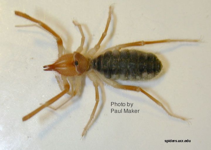 Camel spiders are so named because of their humped back and long legs, which resemble a camel.