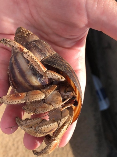 Caribbean hermit crabs grow to be about 2 inches in shell length.