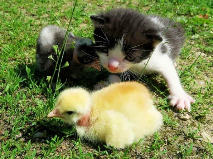 Cats and ducks can get along, but it's important to keep them safe.