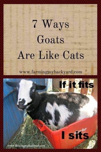 Cats and goats can get along, but it's important to know that goats love dairy and cats love to eat dairy.