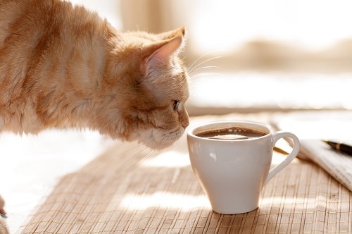 Cats like coffee because of the caffeine and it is not safe for them.