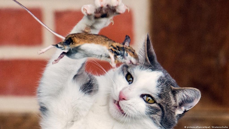 Cats play with mice because it's fun.