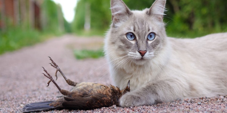 Cats play with mice to practice their hunting skills.