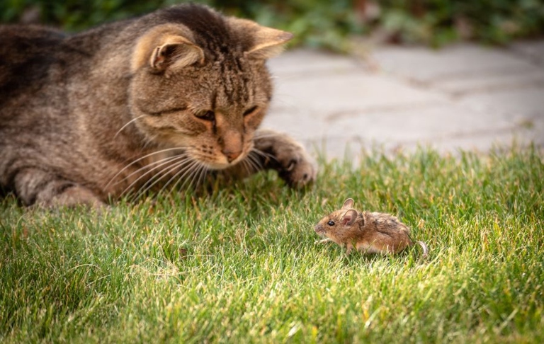 Cats think strategically when it comes to playing with mice.