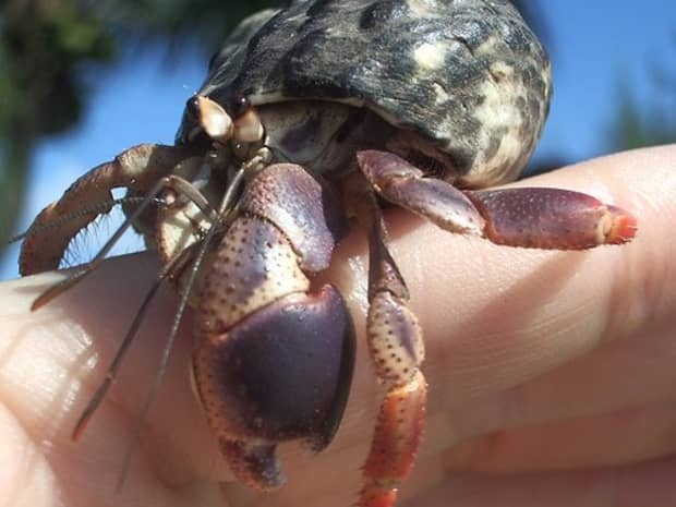 Cavipe hermit crabs are one of the few species of hermit crab that can live on land.