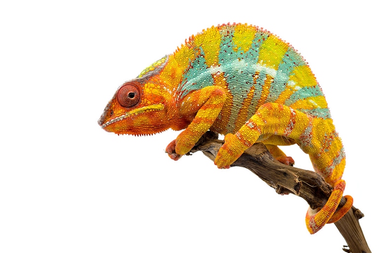 Chameleons are generally healthy reptiles, but sometimes they can develop a smell.