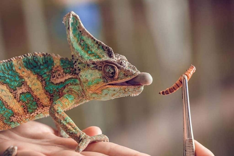 Chameleons are known to be finicky eaters, so it's important to understand the range of normal when it comes to their appetite.